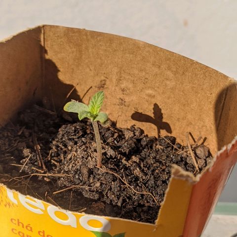 AK 47 Auto growlog timeline photo