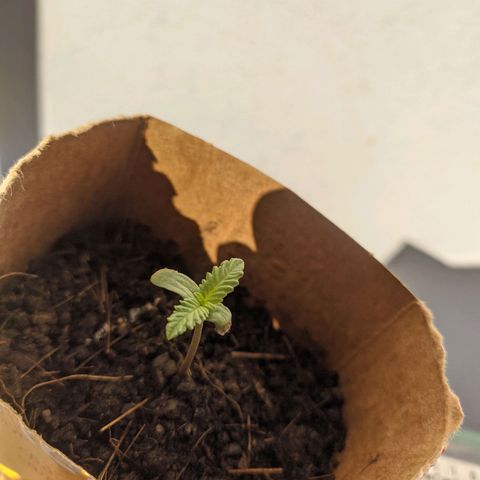 AK 47 Auto growlog timeline photo