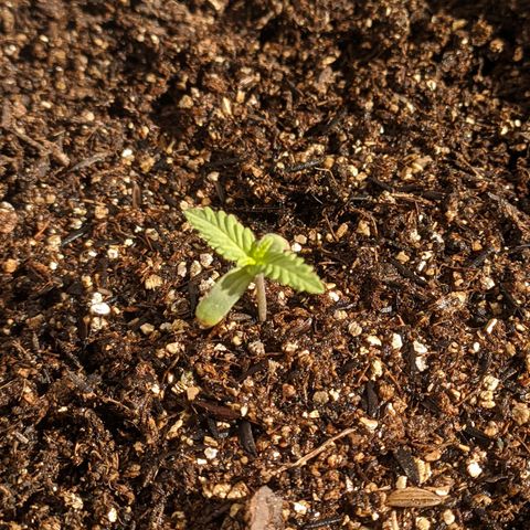 AK 47 Auto growlog photo: Transplante