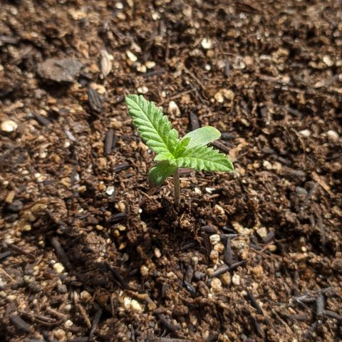 AK 47 Auto growlog photo: Primeiro dia de sol após o transplante - clima frio