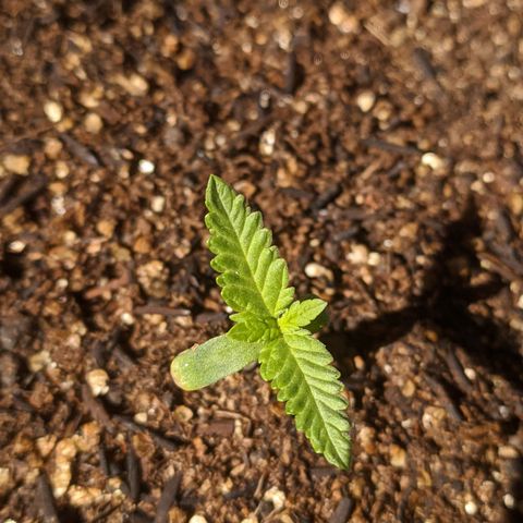 AK 47 Auto growlog timeline photo