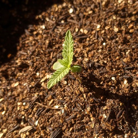 AK 47 Auto growlog timeline photo