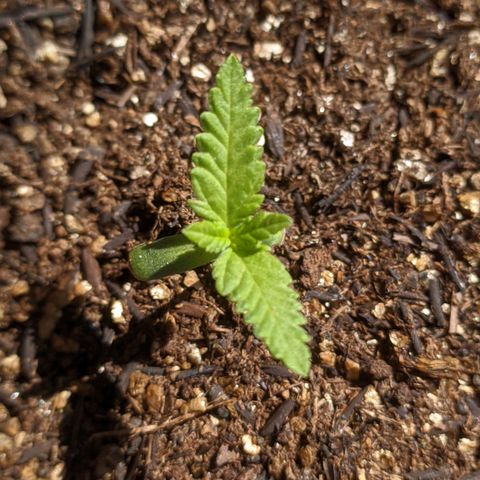 AK 47 Auto growlog photo: Travada por causa do frio 🥶