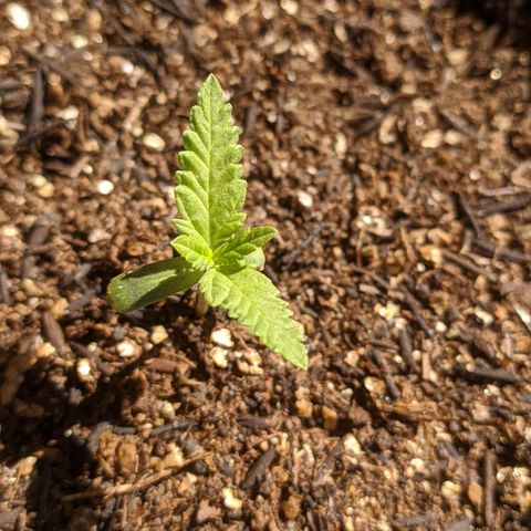 AK 47 Auto growlog photo: Travada por causa do frio 🥶