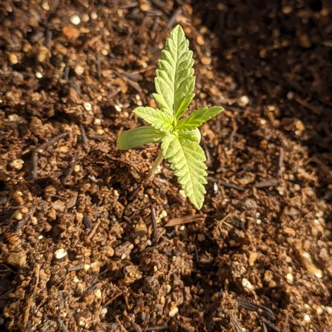 AK 47 Auto growlog timeline photo