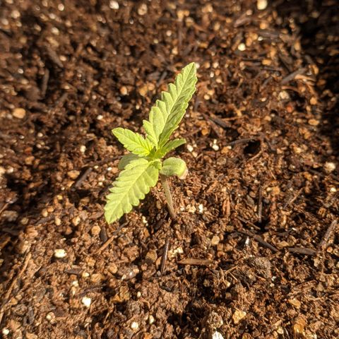 AK 47 Auto growlog timeline photo