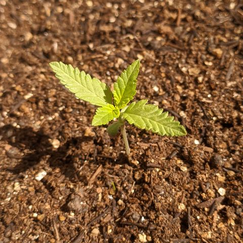 AK 47 Auto growlog timeline photo