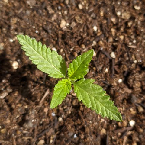 AK 47 Auto growlog timeline photo