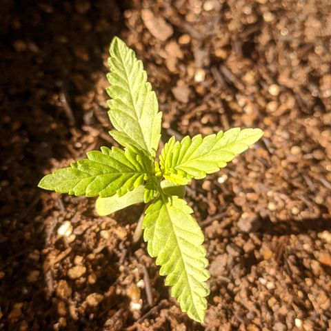 AK 47 Auto growlog timeline photo