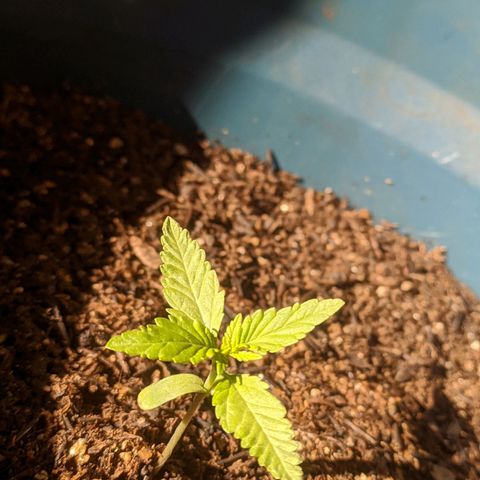 AK 47 Auto growlog timeline photo