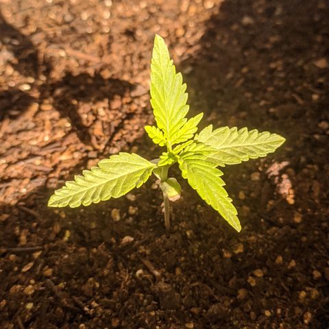 AK 47 Auto growlog timeline photo