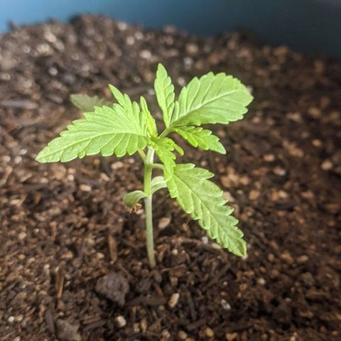 AK 47 Auto growlog timeline photo