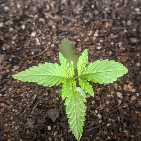 AK 47 Auto growlog timeline photo