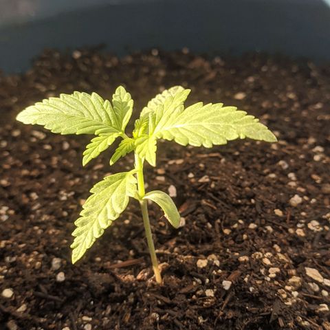 AK 47 Auto growlog timeline photo