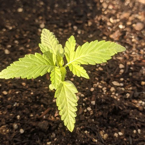 AK 47 Auto growlog timeline photo