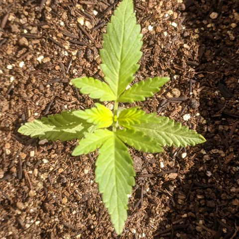 AK 47 Auto growlog timeline photo