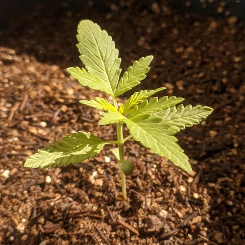 AK 47 Auto growlog timeline photo