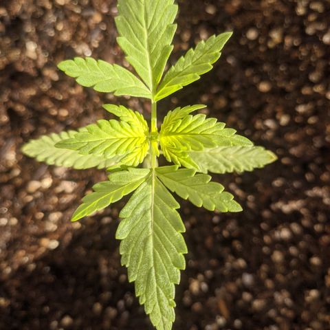 AK 47 Auto growlog timeline photo