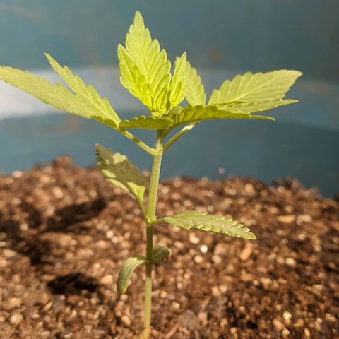 AK 47 Auto growlog timeline photo