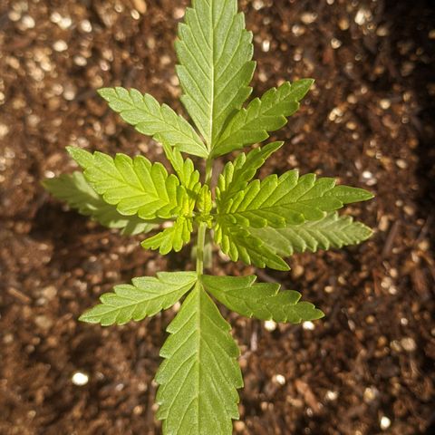 AK 47 Auto growlog timeline photo