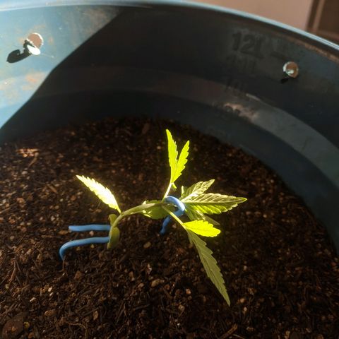 AK 47 Auto growlog photo: Lst 