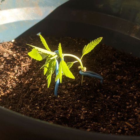 AK 47 Auto growlog photo: Lst 