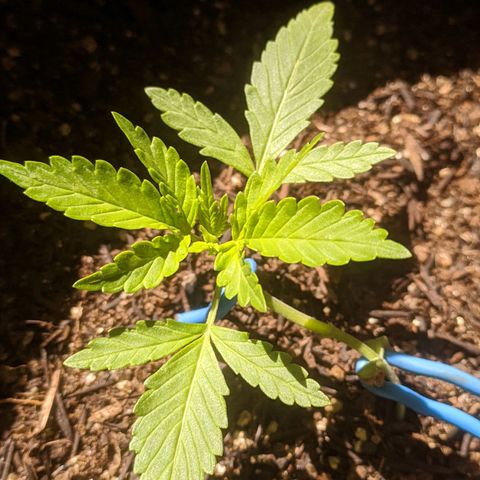 AK 47 Auto growlog timeline photo
