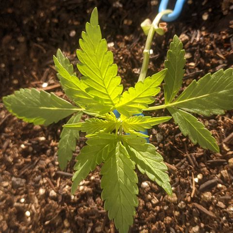 AK 47 Auto growlog timeline photo