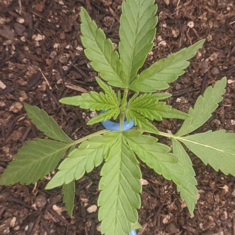 AK 47 Auto growlog timeline photo