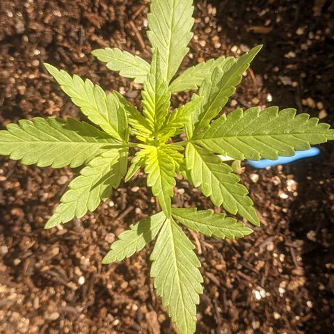 AK 47 Auto growlog timeline photo