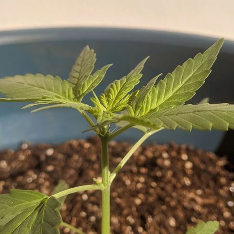 AK 47 Auto growlog photo: Lst retomado - a planta já apresentou os primeiros pistilos.