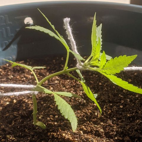 AK 47 Auto growlog photo: Lst retomado - a planta já apresentou os primeiros pistilos.