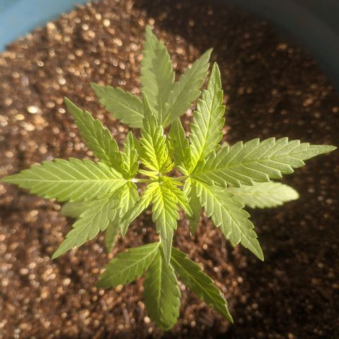 AK 47 Auto growlog photo: Lst retomado - a planta já apresentou os primeiros pistilos.