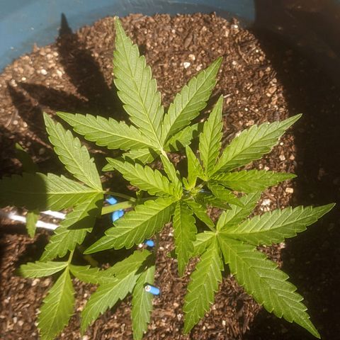AK 47 Auto growlog timeline photo