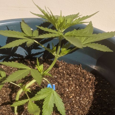 AK 47 Auto growlog timeline photo