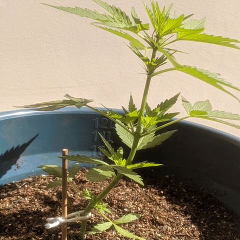 AK 47 Auto growlog timeline photo