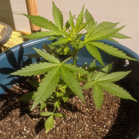 AK 47 Auto growlog timeline photo