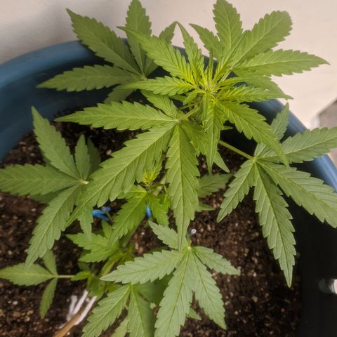 AK 47 Auto growlog photo: Dia um pouco nublado