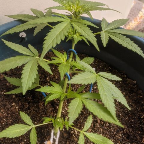 AK 47 Auto growlog photo: Dia um pouco nublado