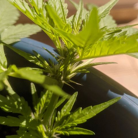 AK 47 Auto growlog timeline photo
