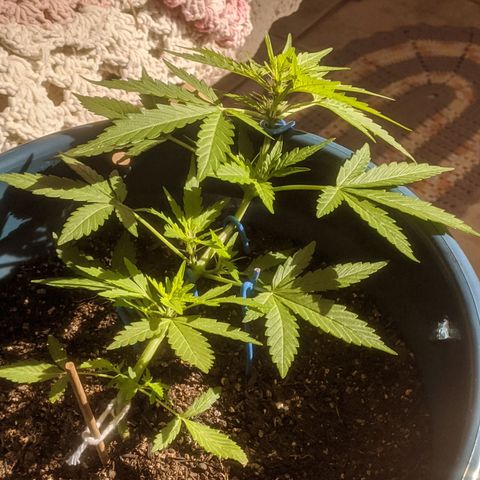 AK 47 Auto growlog timeline photo