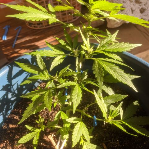 AK 47 Auto growlog timeline photo