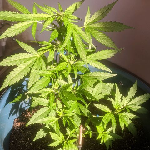 AK 47 Auto growlog timeline photo