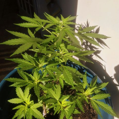 AK 47 Auto growlog timeline photo