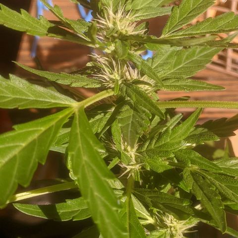 AK 47 Auto growlog timeline photo