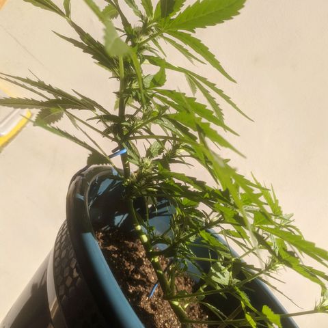 AK 47 Auto growlog photo: Lst 
