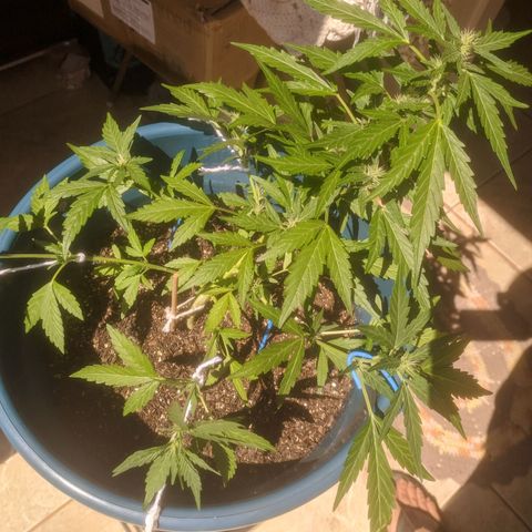 AK 47 Auto growlog photo: Ajuste no lst