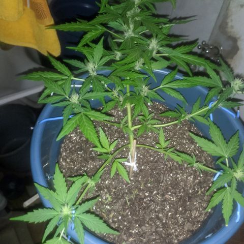 AK 47 Auto growlog photo: Acho q vai mais umas 5 ou 6 semanas até a colheita. Suspeito que o substrato estava muito carregado então aumentei a frequência das regas, deixando a entrada de ferts só uma vez por semana e juntos.