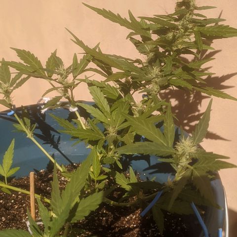 AK 47 Auto growlog timeline photo