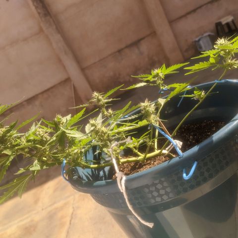 AK 47 Auto growlog timeline photo